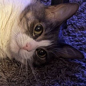 Meet your Posher, Dino